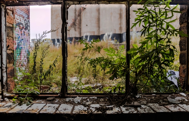 Nature creeping its way through the window Slowly reclaiming what was once hers Chicago IL
