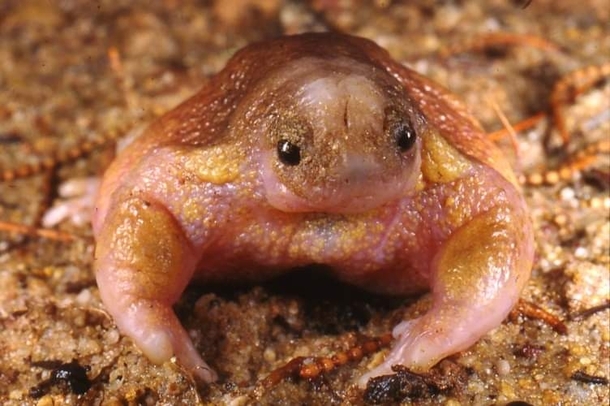 Nature is interesting The animal pictured here is a turtle frog and it is endemic to Australia