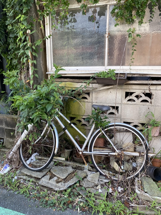 Nature reclaiming the bicycle and the front of this Japanese home