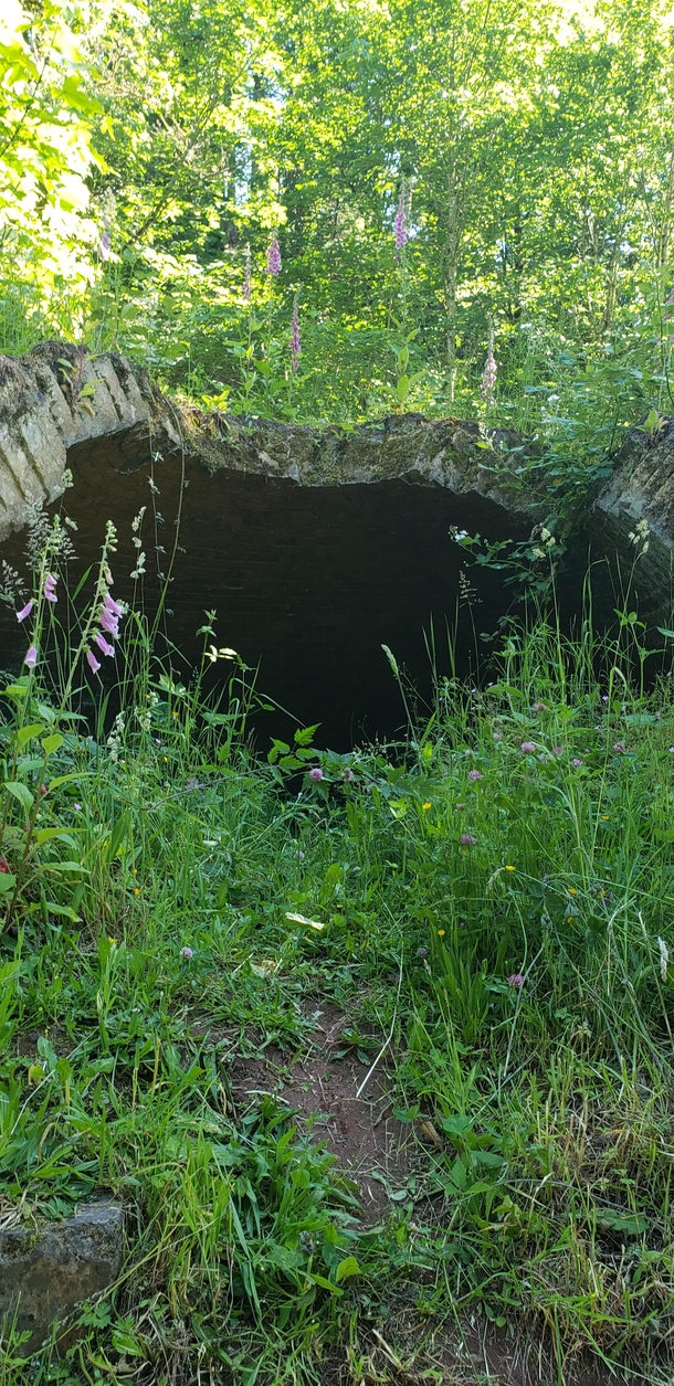 Nature taking over a old coke oven