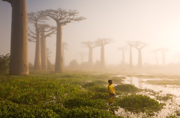 Near the city of Morondava on the west coast of Madagascar lies an ancient forest of baobab trees Unique to Madagascar the endemic species is sacred to the Malagasy people and rightly so Some of the trees here are over a thousand years old It is a spiritu