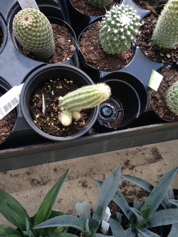 Neat cactus at local garden center 