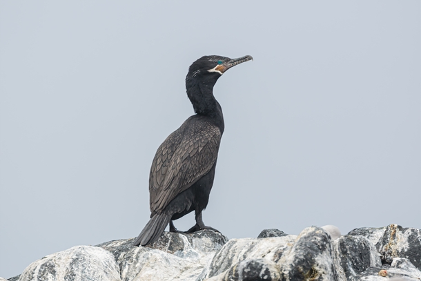 Neotropic Cormorant Photo credit to Chris Stenger