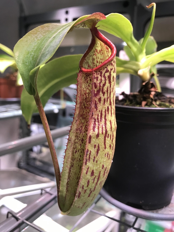 Nepenthes sp