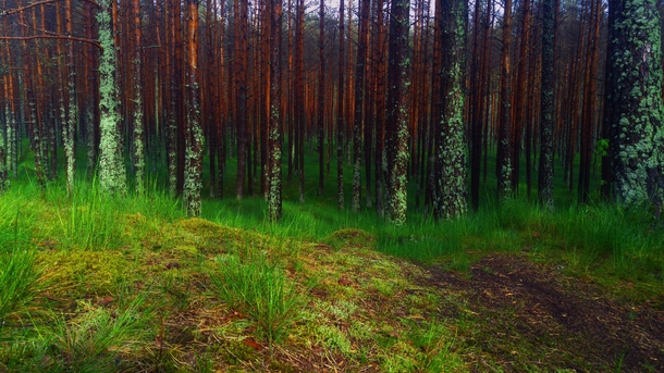 Neringa Forest near the Baltic Sea Lithuania 