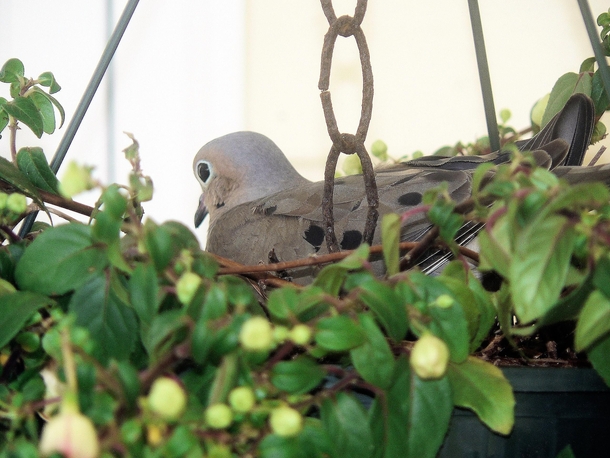 Nesting Dove by Frank Butler