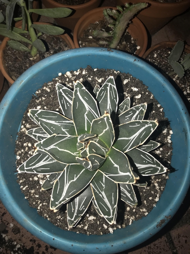 New Addition To The Fam Agave Victoriae Reginae Queen Victoria Agave