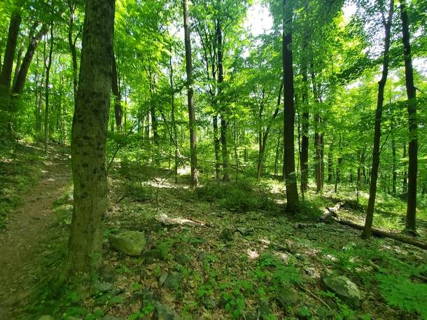 New Jersey Sourlands Mountain Preserve  x