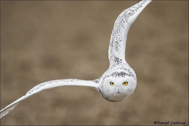 New Years Snowy Owl by Daniel Cadieux 