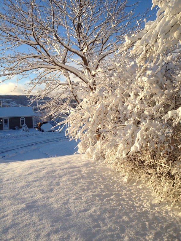 Newfoundland Canada - Early morning light on fresh snowfall 