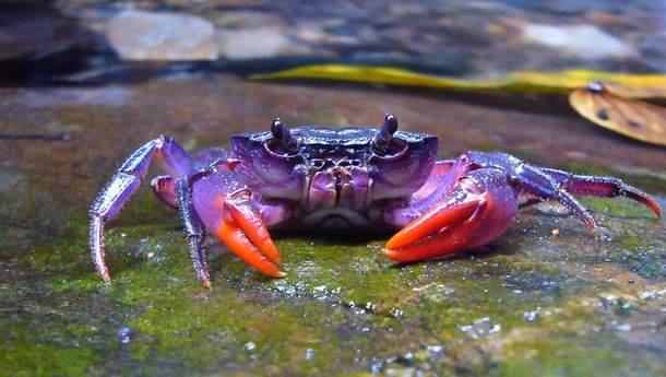 Newly discovered purple crab found in the Philippines Photograph courtesy Hendrik Freitag 