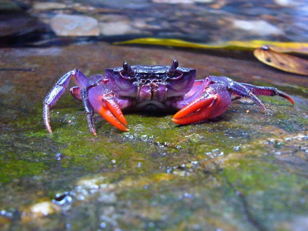 Newly discovered purple crab Insulamon Palawanense 