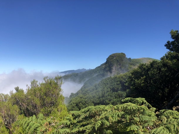 Nice day for a walk - Posto Florestal Fanal Madeira 