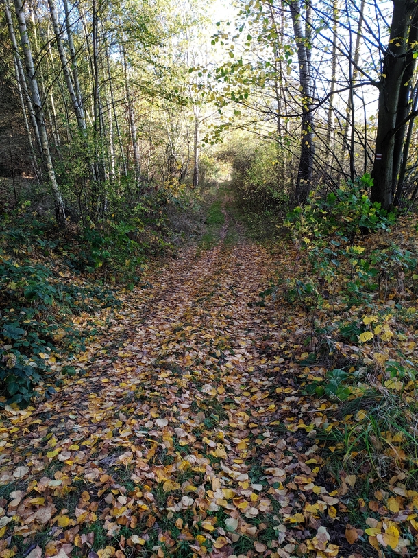Nice forest walk near my home Czech Republic 