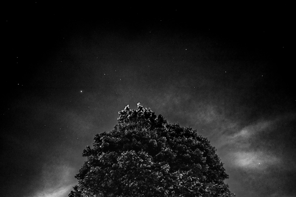 Night sky with Tree Louisville Kentucky 