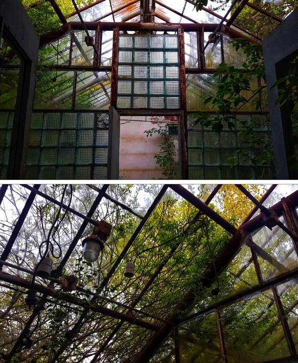 No idea why theres a greenhouse in an abandoned police station Beautiful tho