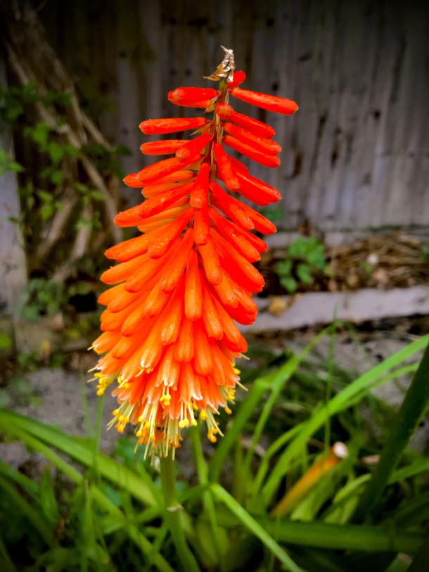 No  in the series Darling dont photograph the perennial bed its a mess Red Hot Poker 