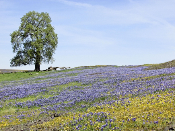 North Table Mountain Ecological Reserve Butte County CA-A Lone Oak Tree in a Sea of Wildflowers OC