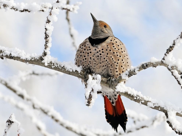 Northern Flicker woodpecker sits on a snowy branch in Fish Creek Provincial Park photo by P Vaudry 