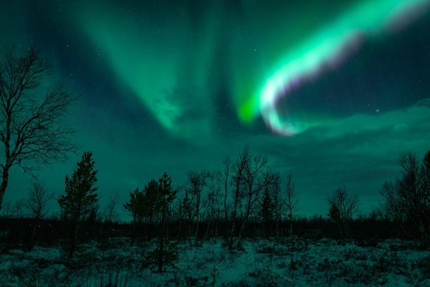 Northern Lights in the forest Kiruna Sweden  IG wilhelmgisow