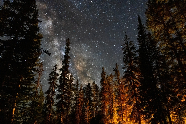 Northern Utah Night Sky and Trees Illuminated by Campfire Single Exposure 