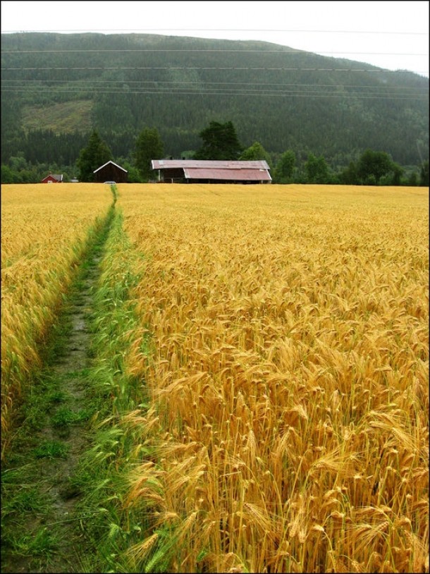 Norwegian wheat fields 