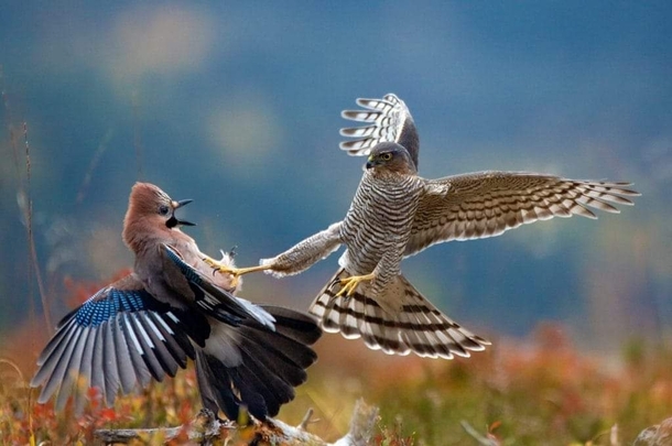 Not going down without a fight An amazing capture of an amazing capture of a Eurasian sparrowhawk attacking a Eurasian jay