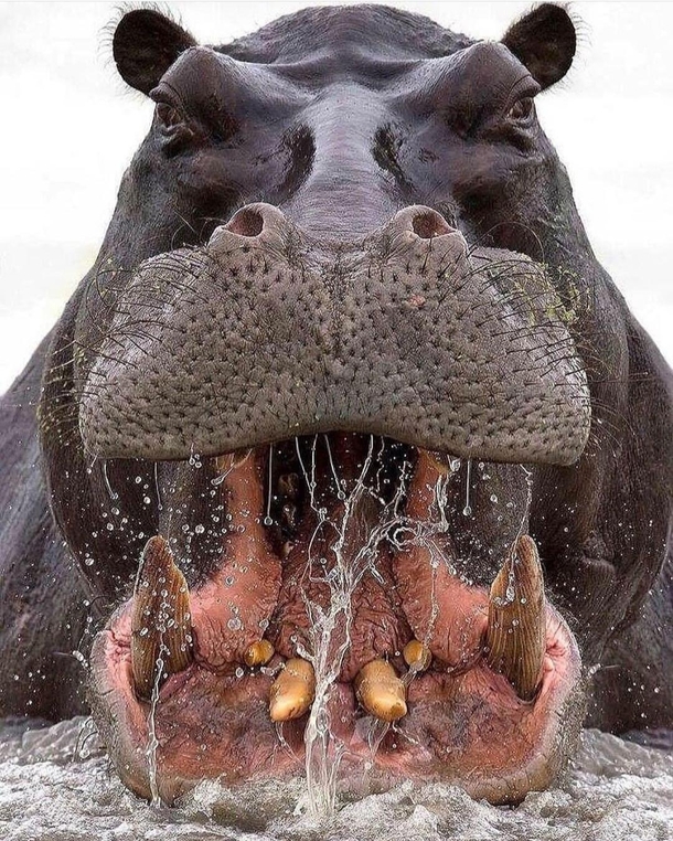 Not your typical herbivore Despite their herbivorous diet a hippos bite is strong enough to break a crocodiles spine