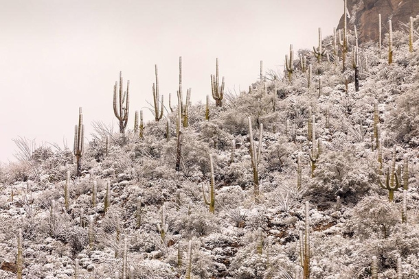 Not your typical winter wonderland near Tucson AZ