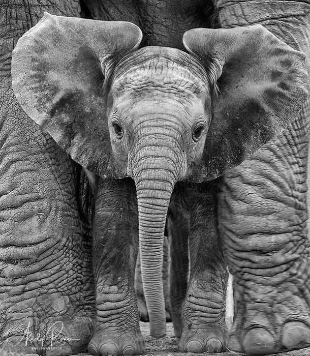 Nothing much just an Elephant