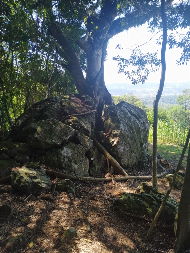Nova Hartz RS Brasil  Credits Guilherme Passos Fig tree breaking the rock with yours roots