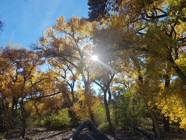 November Yellow   Albuquerque NM  X 