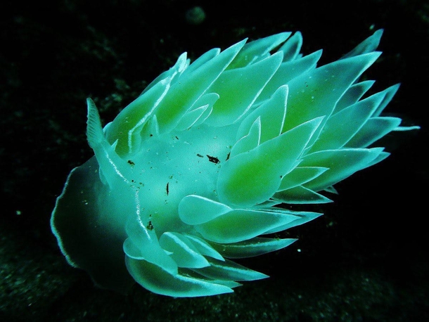 Nudibranches are some of the most otherworldly creatures on Earth