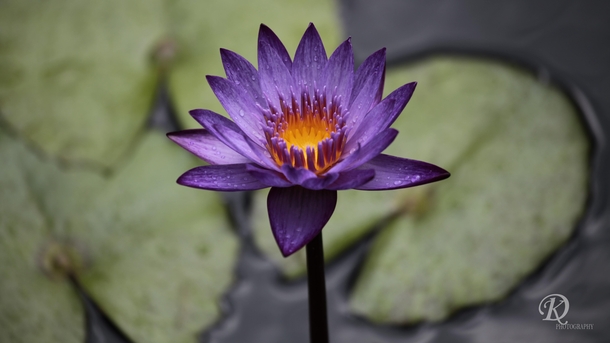 Nymphaea nouchali A purple Water Lily Nassau Bahamas x 
