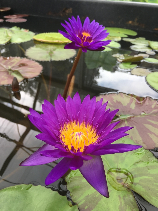 Nymphaea Tanzanite Tropical day blooming