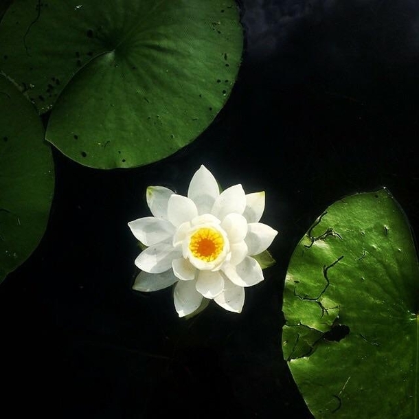 Nymphaeaceae - Water Lily 
