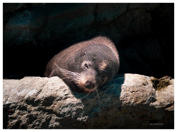 NZ Fur seal having an afternoon siesta under the sun at Kaikoura