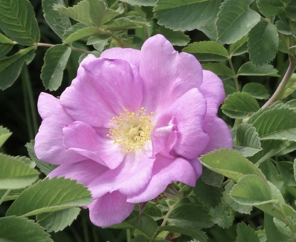 OC Albertas Provincial Flower - The Wild Rose Rosa Acicularis