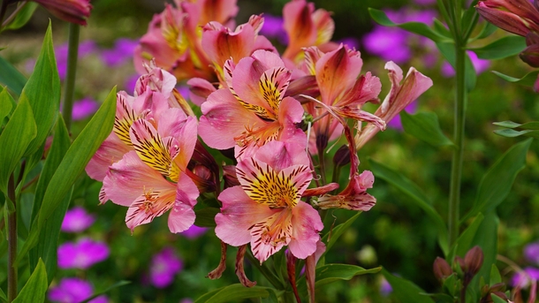 OC Alstroemeria also known as the Peruvian lily this is the pink variety UK