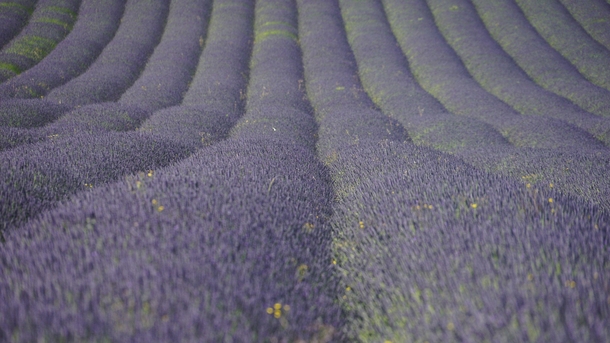 OC Hitchin Lavender Field UK