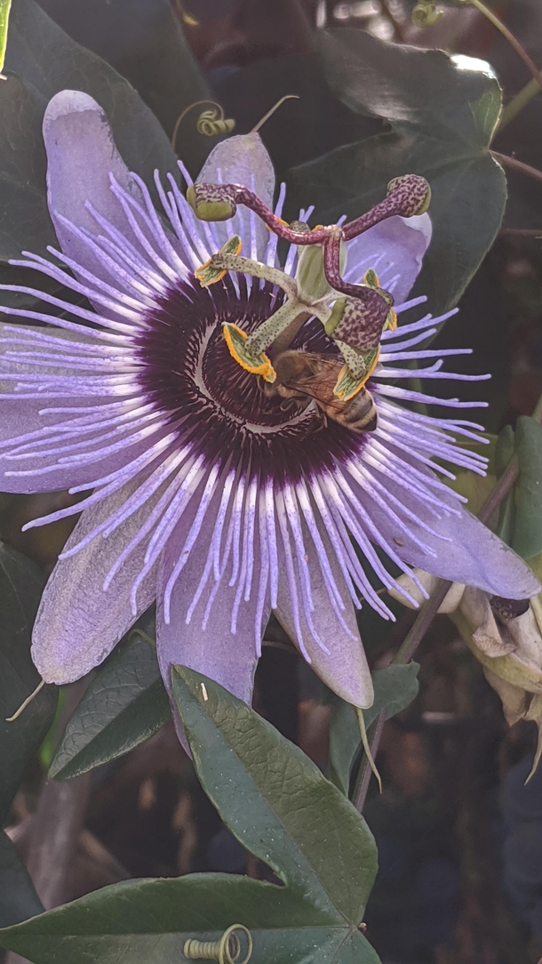 OC This bee getting pollen on its butt- the unique stamen of the passion flower