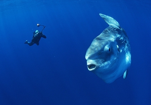 Ocean sunfish - Mola mola 