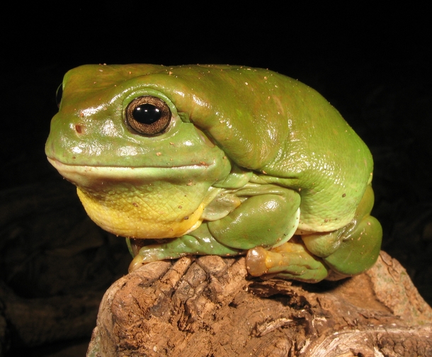 Old boy green tree frog Litoria caerulea - Kimberleys Australia 