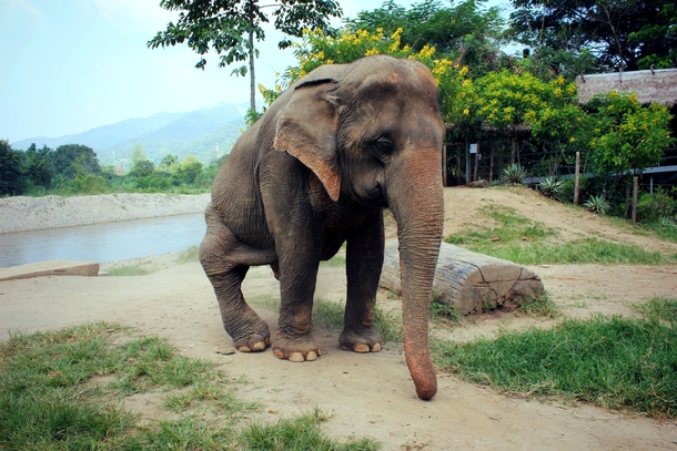 Old elephant rescued from the logging industry 