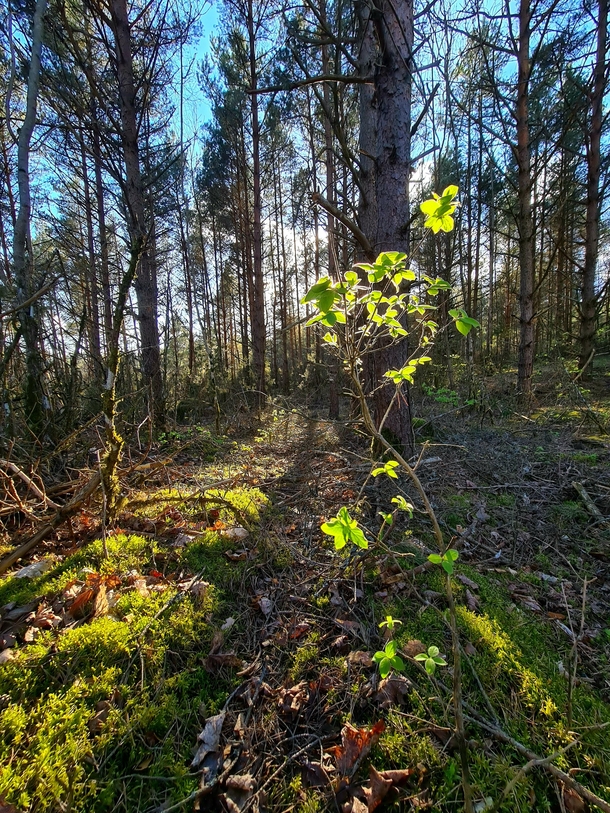 Old forest Estonia Saaremaa 