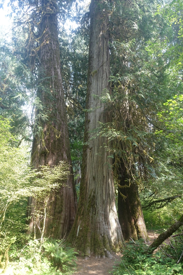 Old growth in Olympic National Park 
