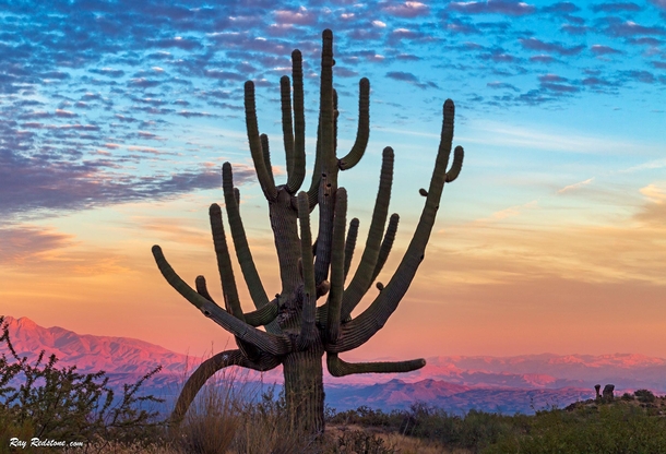 Old Growth Saguaro Cactus at Sunset Time In North Scottsdale Arizona  IG  swvisionsnow