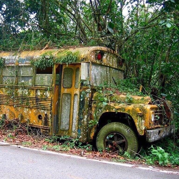 Old school bus in the forest