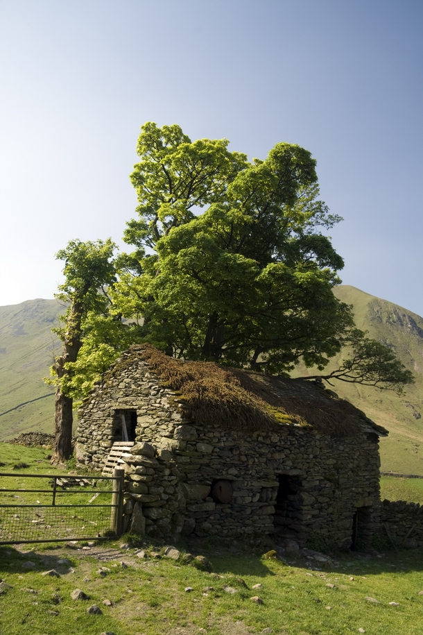Old Stone Barn with a tree growing out of it Photo by Jeff Reed 