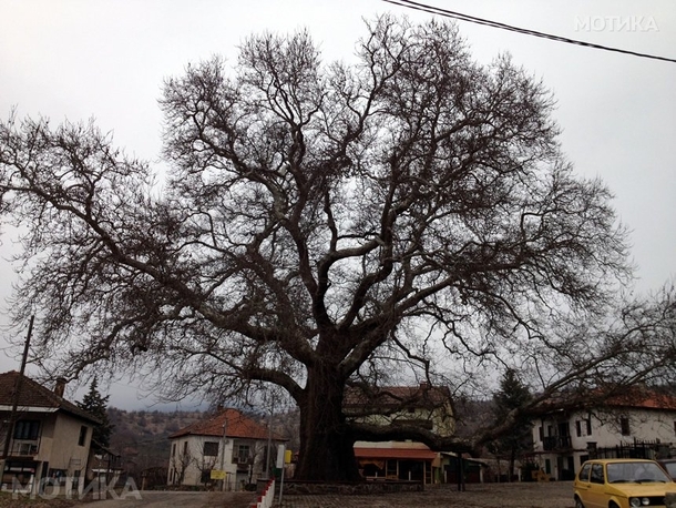 Old tree dating from the th century in the village of Teovo Republic of Macedonia x